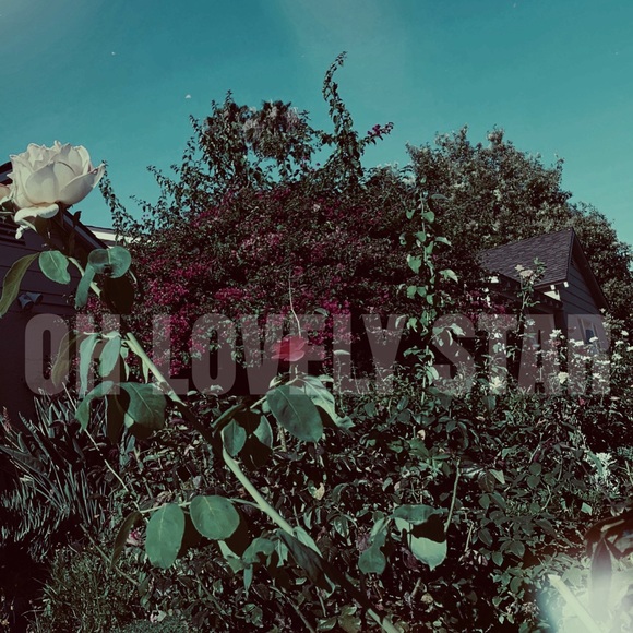 Lovely Star * Photography Art Print - Picture 2 of 5